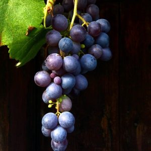 wine, red wine, blue grape-874149.jpg
